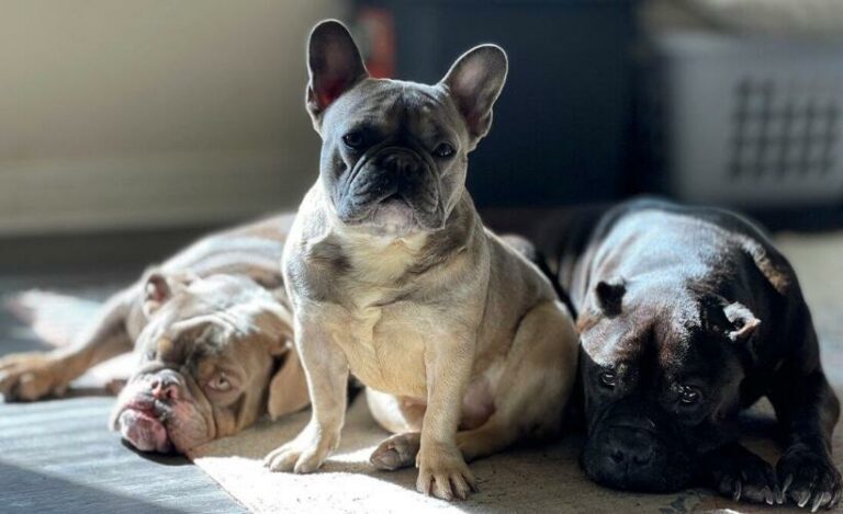French Bulldog Lifespan: How Long Do They Live?